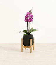 Load image into Gallery viewer, Black stand:bamboo
