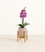 Load image into Gallery viewer, Eternal Gray stand:bamboo