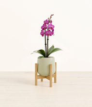 Load image into Gallery viewer, Turquoise stand:bamboo