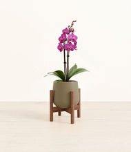 Load image into Gallery viewer, Olive stand:walnut