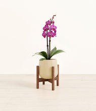 Load image into Gallery viewer, Almond Green stand:walnut