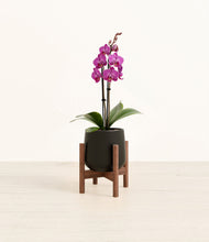 Load image into Gallery viewer, Black stand:walnut