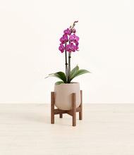 Load image into Gallery viewer, Eternal Gray stand:walnut