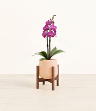Load image into Gallery viewer, Gentle Pink stand:walnut