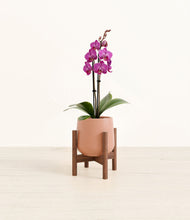 Load image into Gallery viewer, Calm Rose stand:walnut