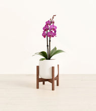 Load image into Gallery viewer, White stand:walnut