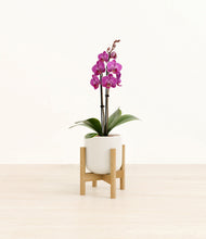 Load image into Gallery viewer, Cotton White stand:bamboo