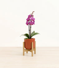 Load image into Gallery viewer, Glossy Red stand:bamboo