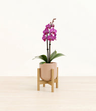 Load image into Gallery viewer, Glossy Pink stand:bamboo