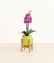 Load image into Gallery viewer, Key Lime Yellow stand:bamboo