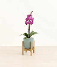 Load image into Gallery viewer, Reactive Aqua stand:bamboo