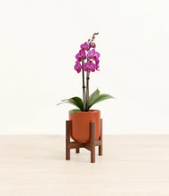 Load image into Gallery viewer, Glossy Red stand:walnut