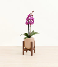 Load image into Gallery viewer, Glossy Pink stand:walnut