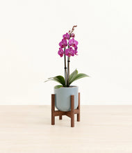 Load image into Gallery viewer, Misty Blue stand:walnut