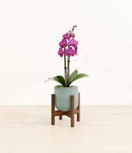 Load image into Gallery viewer, Reactive Aqua stand:walnut