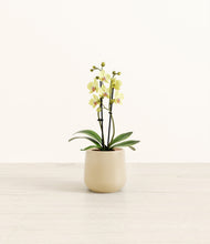 Load image into Gallery viewer, Almond Green*****Profile