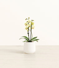 Load image into Gallery viewer, White*****Profile