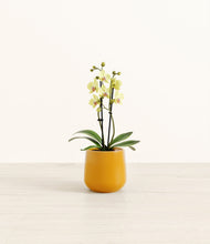Load image into Gallery viewer, Mustard*****Profile