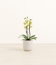 Load image into Gallery viewer, Natural Bamboo*****Profile