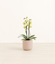 Load image into Gallery viewer, Sandy Pink*****Profile