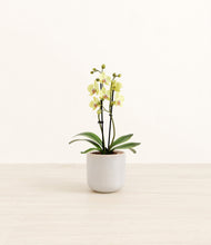 Load image into Gallery viewer, Snowdrift White*****Profile
