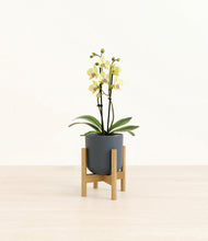 Load image into Gallery viewer, Iron Gray stand:bamboo
