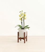 Load image into Gallery viewer, Natural Bamboo stand:walnut