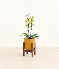 Load image into Gallery viewer, Sunset Orange stand:walnut