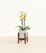 Load image into Gallery viewer, Snowdrift White stand:walnut
