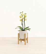 Load image into Gallery viewer, Snowdrift White stand:bamboo