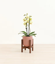 Load image into Gallery viewer, Striped Rose Pink stand:walnut
