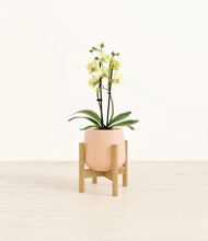 Load image into Gallery viewer, Gentle Pink stand:bamboo