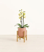 Load image into Gallery viewer, Calm Rose stand:bamboo