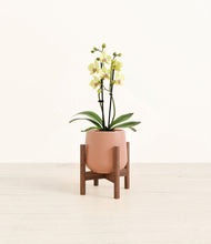 Load image into Gallery viewer, Calm Rose stand:walnut