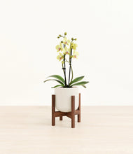 Load image into Gallery viewer, Cotton White stand:walnut