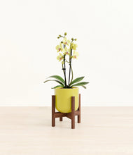 Load image into Gallery viewer, Key Lime Yellow stand:walnut