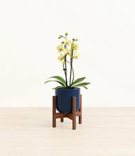 Load image into Gallery viewer, Twilight Blue stand:walnut