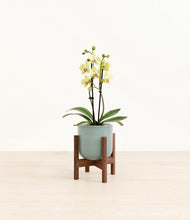 Load image into Gallery viewer, Reactive Aqua stand:walnut
