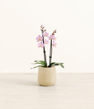 Load image into Gallery viewer, Almond Green*****Profile