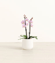 Load image into Gallery viewer, White*****Profile