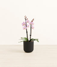 Load image into Gallery viewer, Stone Black*****Profile