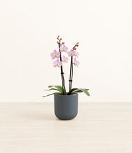 Load image into Gallery viewer, Iron Gray*****Profile