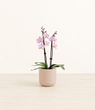 Load image into Gallery viewer, Sandy Pink*****Profile