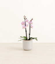 Load image into Gallery viewer, Snowdrift White*****Profile