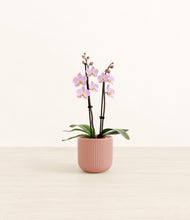 Load image into Gallery viewer, Striped Rose Pink*****Profile