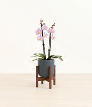 Load image into Gallery viewer, Iron Gray stand:walnut
