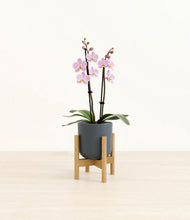 Load image into Gallery viewer, Iron Gray stand:bamboo