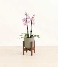 Load image into Gallery viewer, Sage Green stand:walnut