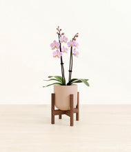 Load image into Gallery viewer, Sandy Pink stand:walnut