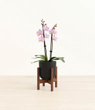 Load image into Gallery viewer, Stone Black stand:walnut